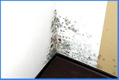 Hollywood Emergency Restoration Hollywood, FL 954-416-2691 - 6-mold-content